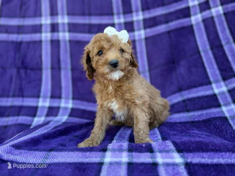 Anna – Cavapoo, Poodle - Miniature  puppy for sale in Lakeland, FL