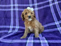 Anna, a female Cavapoo and Poodle - Miniature  for sale in Lakeland, FL – Photo 1 of 9