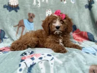 Buttercup , a female Cavapoo for sale in Lakeland, FL – 4 of 7