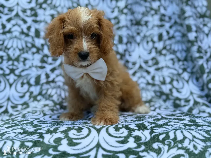 Moose – Cavapoo, Poodle - Miniature  puppy for sale in Lakeland, FL