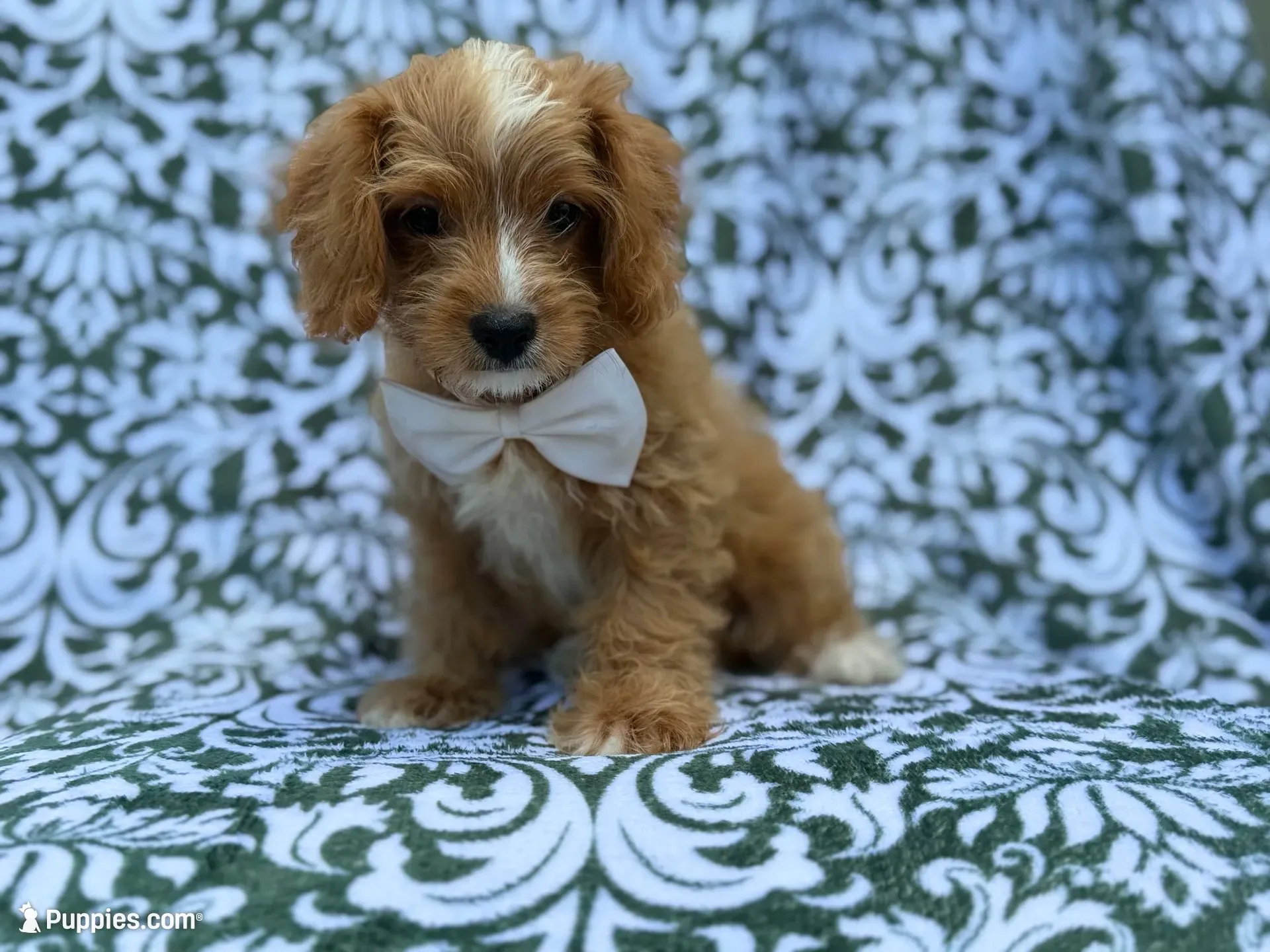 Moose, a male Cavapoo and Poodle - Miniature  for sale in Lakeland, FL – 1 of 8