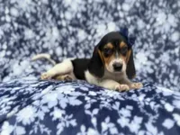 Whitney, a female Beagle for sale in Lakeland, FL – 7 of 9