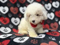 Hex, a male Bichpoo for sale in Lakeland, FL – 10 of 10