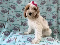 Tilly, a female Cockapoo for sale in Lakeland, FL – 9 of 9
