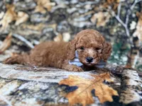 Landon, a male Cavapoo for sale in Lakeland, FL – 7 of 9