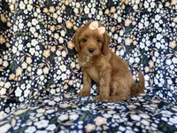Marley, a female Cavapoo for sale in Lakeland, FL – 5 of 9