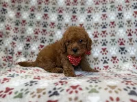 Lucky, a male Cavapoo for sale in Lakeland, FL – 2 of 9