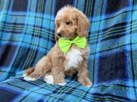Astor, a male Cavapoo for sale in Lakeland, FL – 4 of 7