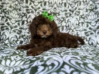 Claire, a female Cavapoo for sale in Lakeland, FL – 9 of 9