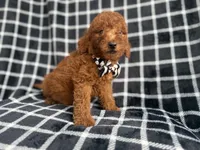 Levi, a male Goldendoodle and Poodle - Miniature  for sale in Lakeland, FL – 5 of 8