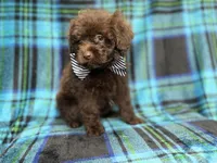 Bentley, a male Shihpoo and Poodle - Miniature  for sale in Lakeland, FL – 9 of 10