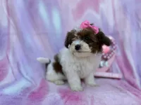 Zuma, a female Shihpoo for sale in Lakeland, FL – Photo 3 of 8