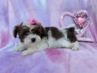 Zuma, a female Shihpoo for sale in Lakeland, FL – Photo 6 of 8