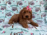 Blaire, a female Cavapoo for sale in Lakeland, FL – 5 of 7