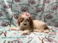 Taffy, a female Poodle - Miniature  for sale in Lakeland, FL – 2 of 10