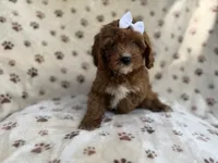 Lettie, a female Cavapoo for sale in Lakeland, FL – 7 of 9