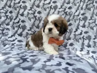 Gannon, a male Lhasa Apso for sale in Lakeland, FL – 6 of 8