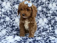 Bella, a female Cockapoo and Poodle - Miniature  for sale in Lakeland, FL – Photo 8 of 9