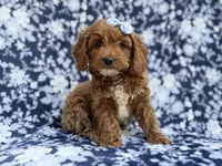 Bella, a female Cockapoo and Poodle - Miniature  for sale in Lakeland, FL – Photo 3 of 9