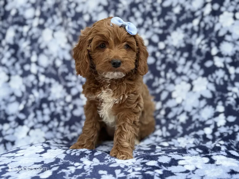 Bella – Cockapoo, Poodle - Miniature  puppy for sale in Lakeland, FL