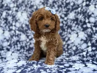 Bella, a female Cockapoo and Poodle - Miniature  for sale in Lakeland, FL – Photo 1 of 9