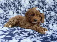Bella, a female Cockapoo and Poodle - Miniature  for sale in Lakeland, FL – Photo 5 of 9