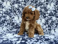 Bella, a female Cockapoo and Poodle - Miniature  for sale in Lakeland, FL – Photo 9 of 9