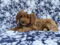 Bella, a female Cockapoo and Poodle - Miniature  for sale in Lakeland, FL – Photo 2 of 9