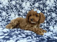 Bella, a female Cockapoo and Poodle - Miniature  for sale in Lakeland, FL – Photo 4 of 9