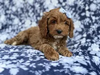 Bella, a female Cockapoo and Poodle - Miniature  for sale in Lakeland, FL – Photo 6 of 9