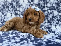 Bella, a female Cockapoo and Poodle - Miniature  for sale in Lakeland, FL – Photo 7 of 9