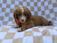 Larry, a male Goldendoodle and Poodle - Miniature  for sale in Lakeland, FL – 7 of 8