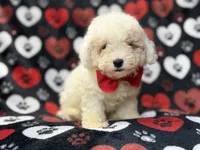 Hex, a male Bichpoo for sale in Lakeland, FL – 4 of 10