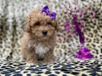 Roxy, a female Poochon for sale in Lakeland, FL – Photo 3 of 8