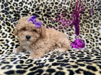 Roxy, a female Poochon for sale in Lakeland, FL – Photo 6 of 8