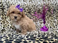Roxy, a female Poochon for sale in Lakeland, FL – Photo 4 of 8