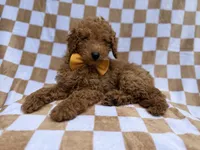 Moose, a male Poodle - Miniature  for sale in Lakeland, FL – 5 of 8