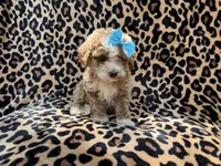 Fancy, a female Cockapoo for sale in Lakeland, FL – 5 of 7