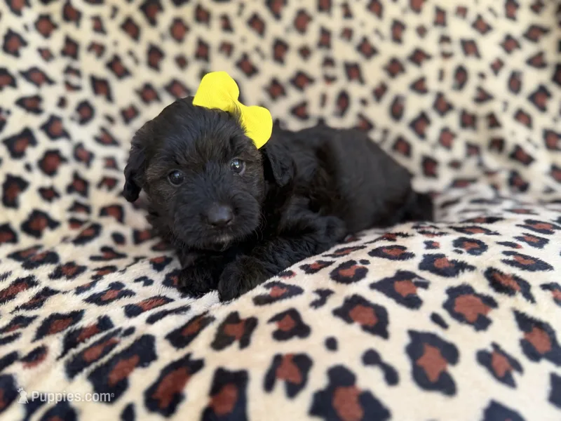 Dixie – Poodle - Miniature , Miniature Aussiedoodle puppy for sale in Lakeland, FL