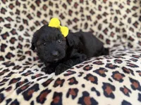 Dixie, a female Poodle - Miniature  and Miniature Aussiedoodle for sale in Lakeland, FL – 1 of 6