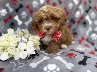 Canyon, a male Shih Tzu and Poodle - Miniature  for sale in Lakeland, FL – Photo 3 of 8