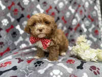 Canyon, a male Shih Tzu and Poodle - Miniature  for sale in Lakeland, FL – Photo 2 of 8