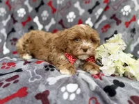 Canyon, a male Shih Tzu and Poodle - Miniature  for sale in Lakeland, FL – Photo 6 of 8