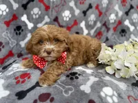 Canyon, a male Shih Tzu and Poodle - Miniature  for sale in Lakeland, FL – Photo 8 of 8
