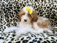 Jazzy, a female Poodle - Miniature  for sale in Lakeland, FL – 6 of 9