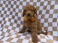 Moose, a male Poodle - Miniature  for sale in Lakeland, FL – 8 of 8