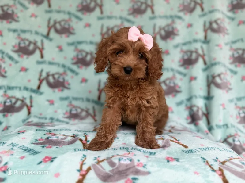 Remi – Cockapoo, Poodle - Miniature  puppy for sale in Lakeland, FL