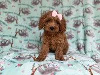 Remi, a female Cockapoo and Poodle - Miniature  for sale in Lakeland, FL – 1 of 8