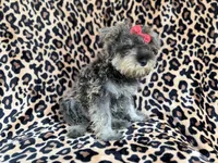 Pixie, a female Miniature Schnauzer for sale in Lakeland, FL – 6 of 9
