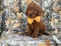 Luca, a male Miniature Goldendoodle for sale in Lakeland, FL – 3 of 9